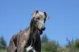 GREYHOUND 004